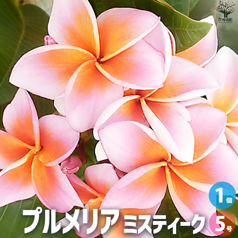 Amazon.co.jp: プルメリア苗木 品種：ミスティーク 5号鉢 【品種で